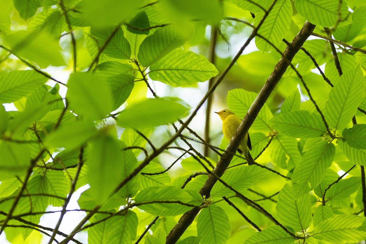 Wilson's Warbler - ML580972031