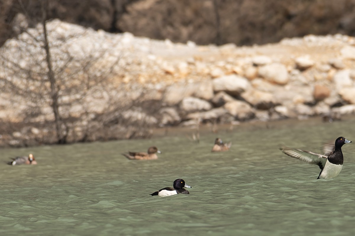 Eurasian Wigeon - ML580972051