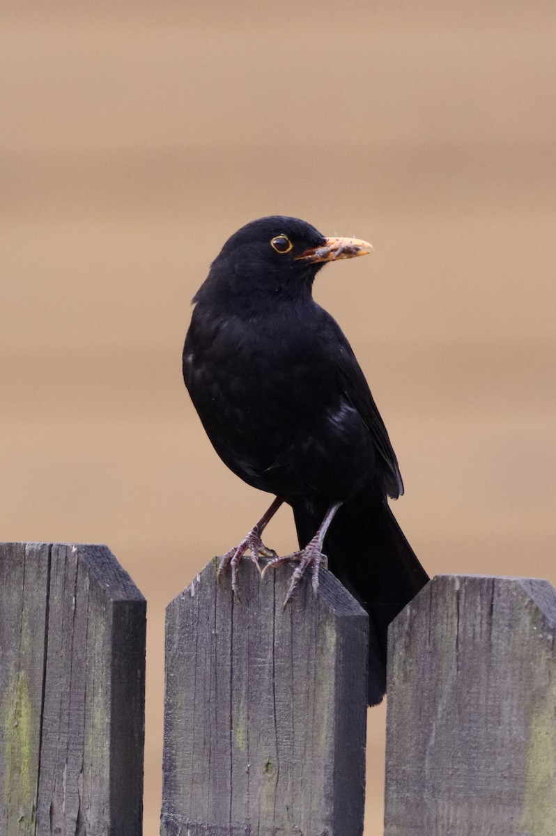 Eurasian Blackbird - ML580974041