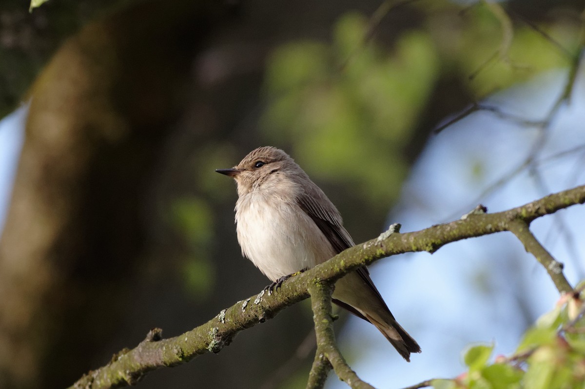 Spotted Flycatcher - ML580974171