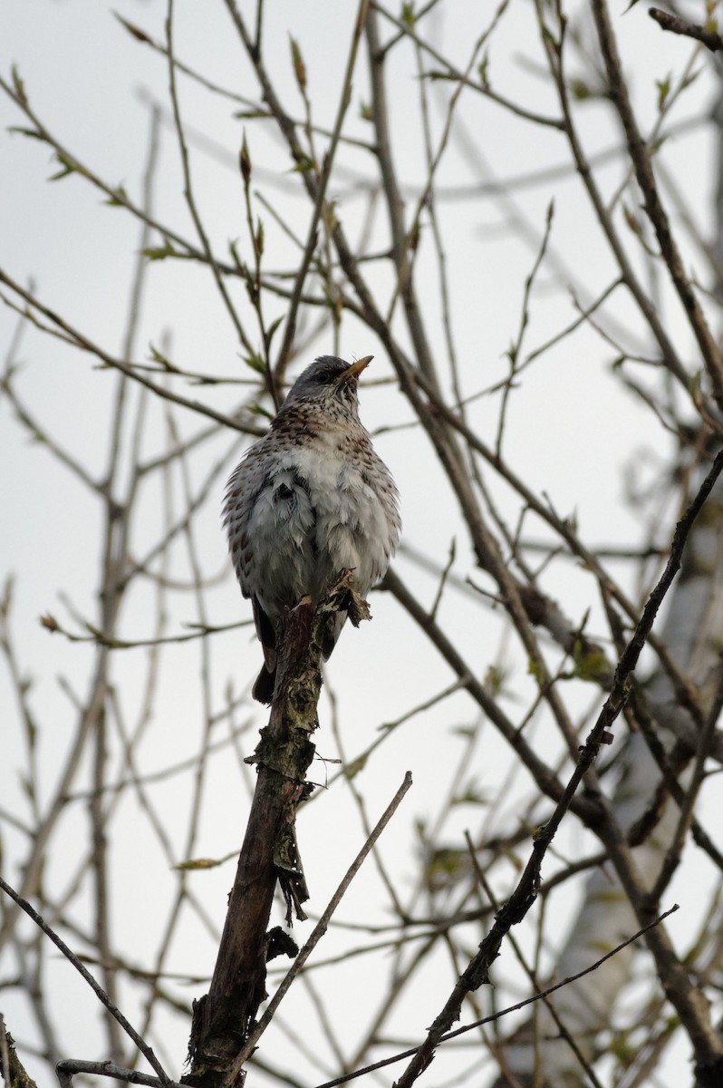 Fieldfare - ML580974191