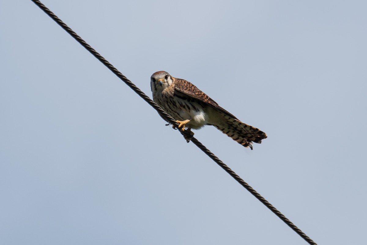 American Kestrel - ML580975381