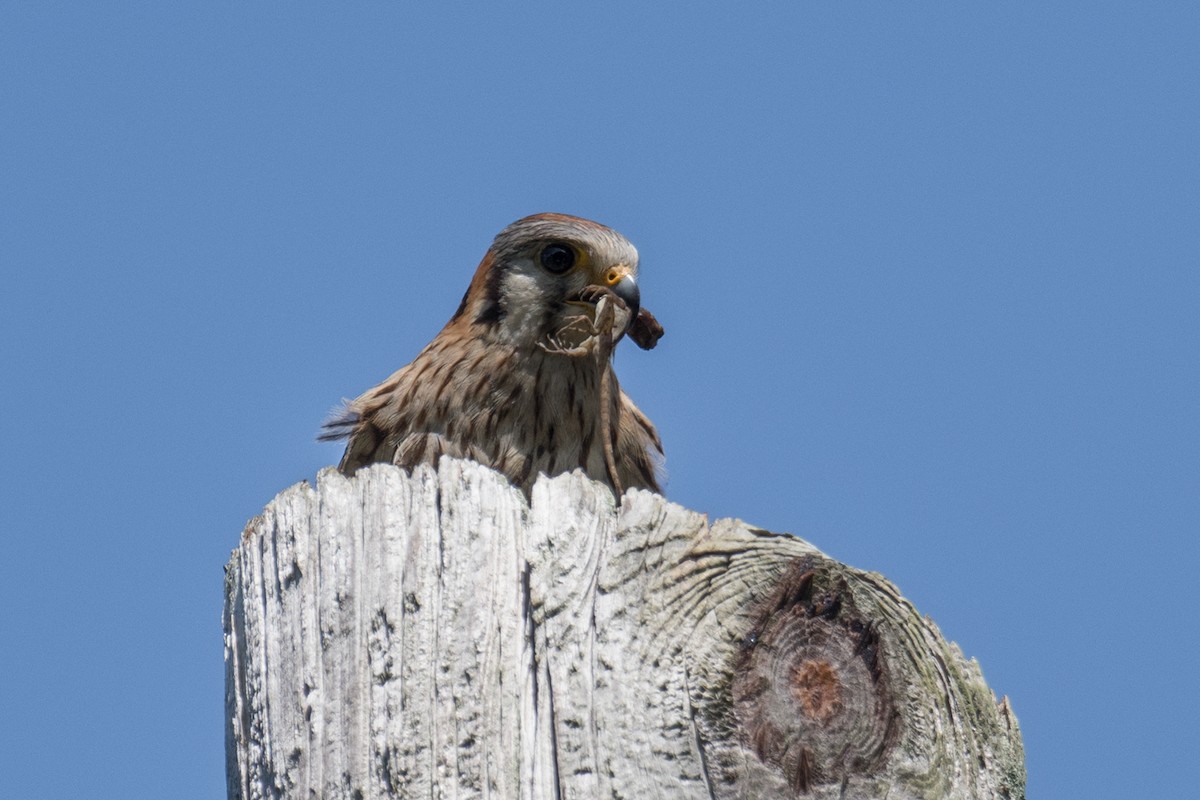 American Kestrel - ML580975391