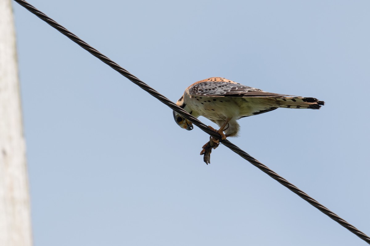 American Kestrel - ML580975401