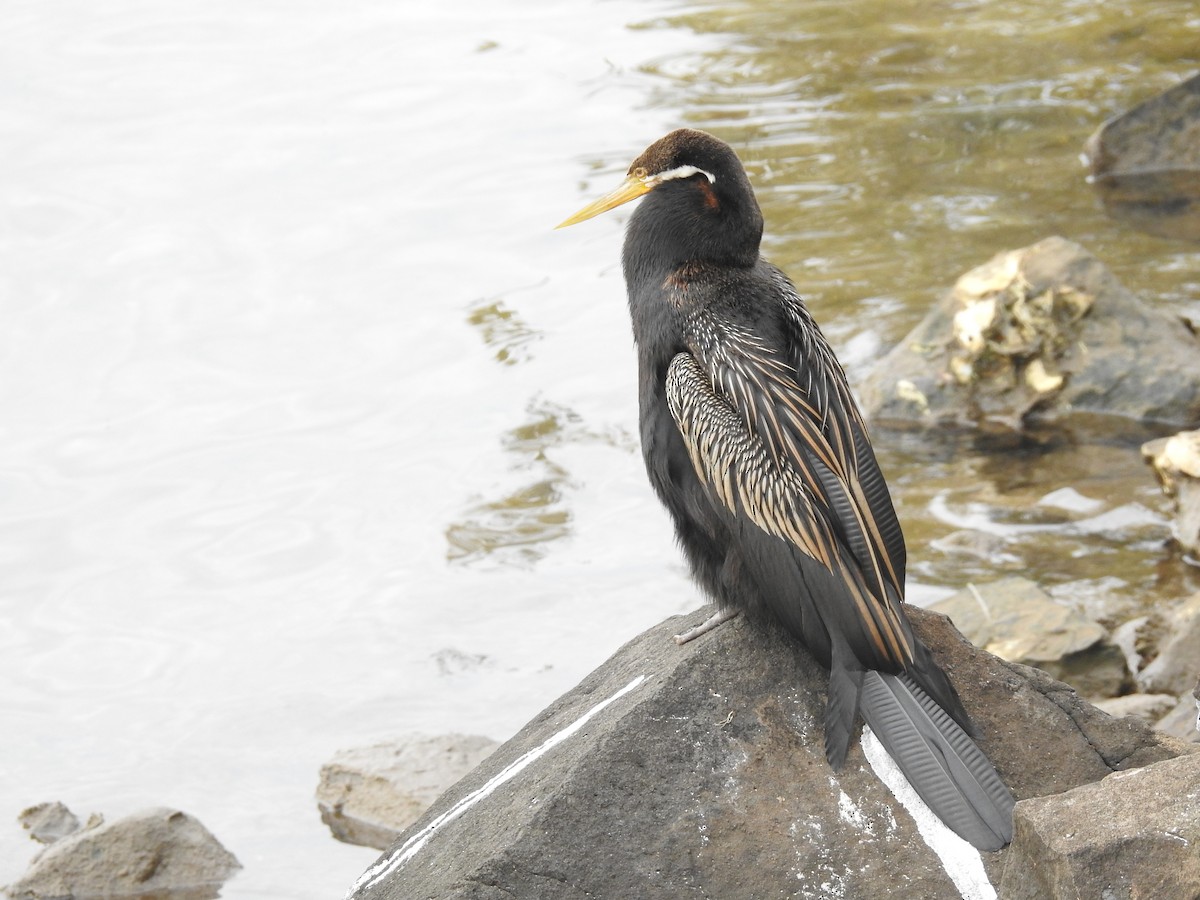 Austral-Schlangenhalsvogel - ML580975831