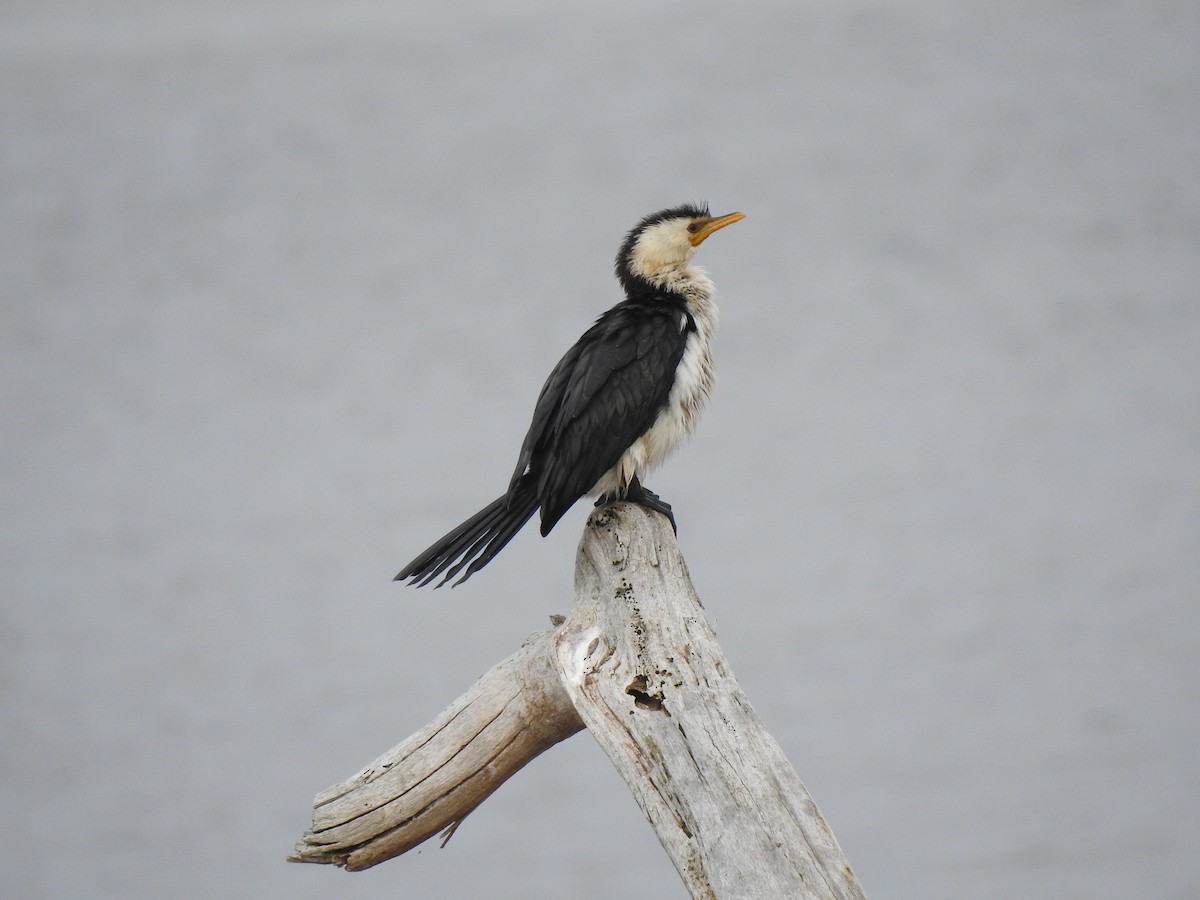 Little Pied Cormorant - ML580975941