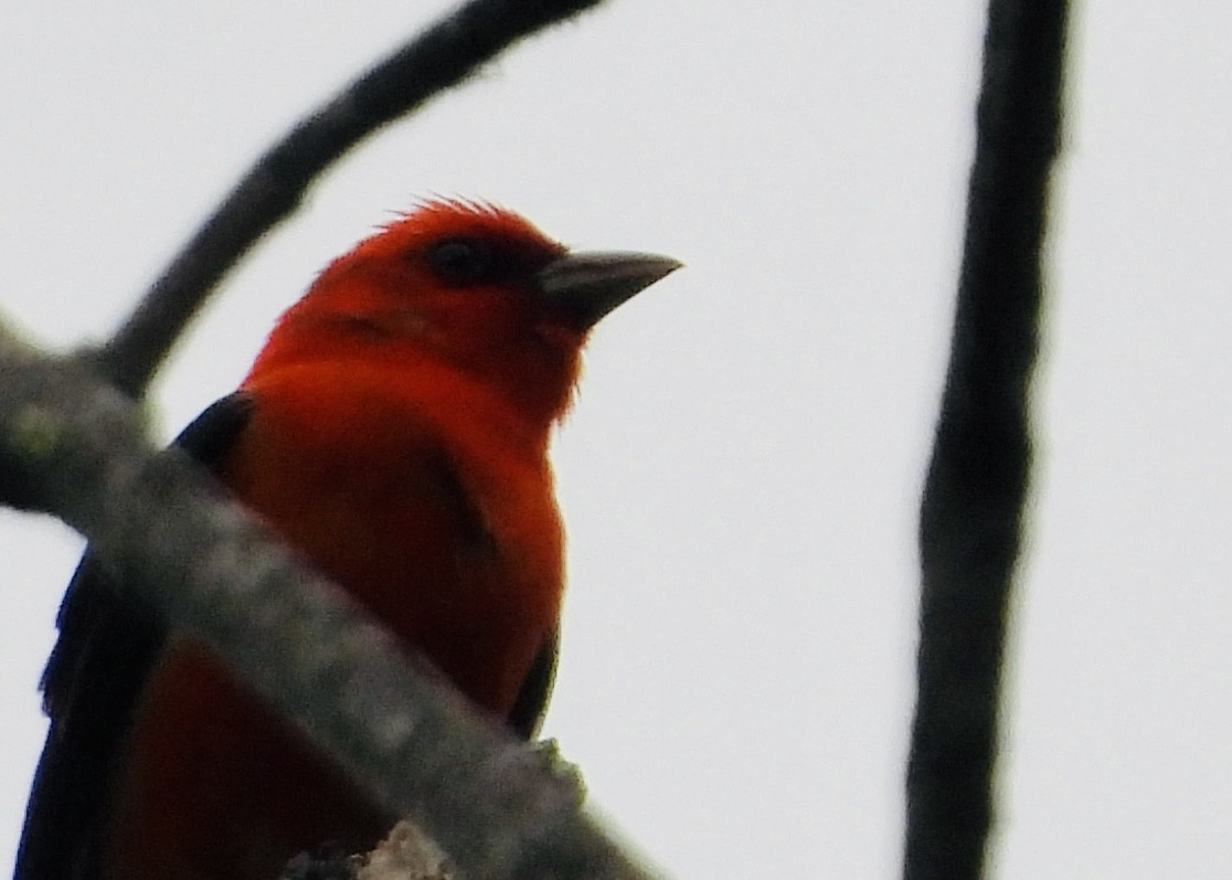 Scarlet Tanager - ML580976291