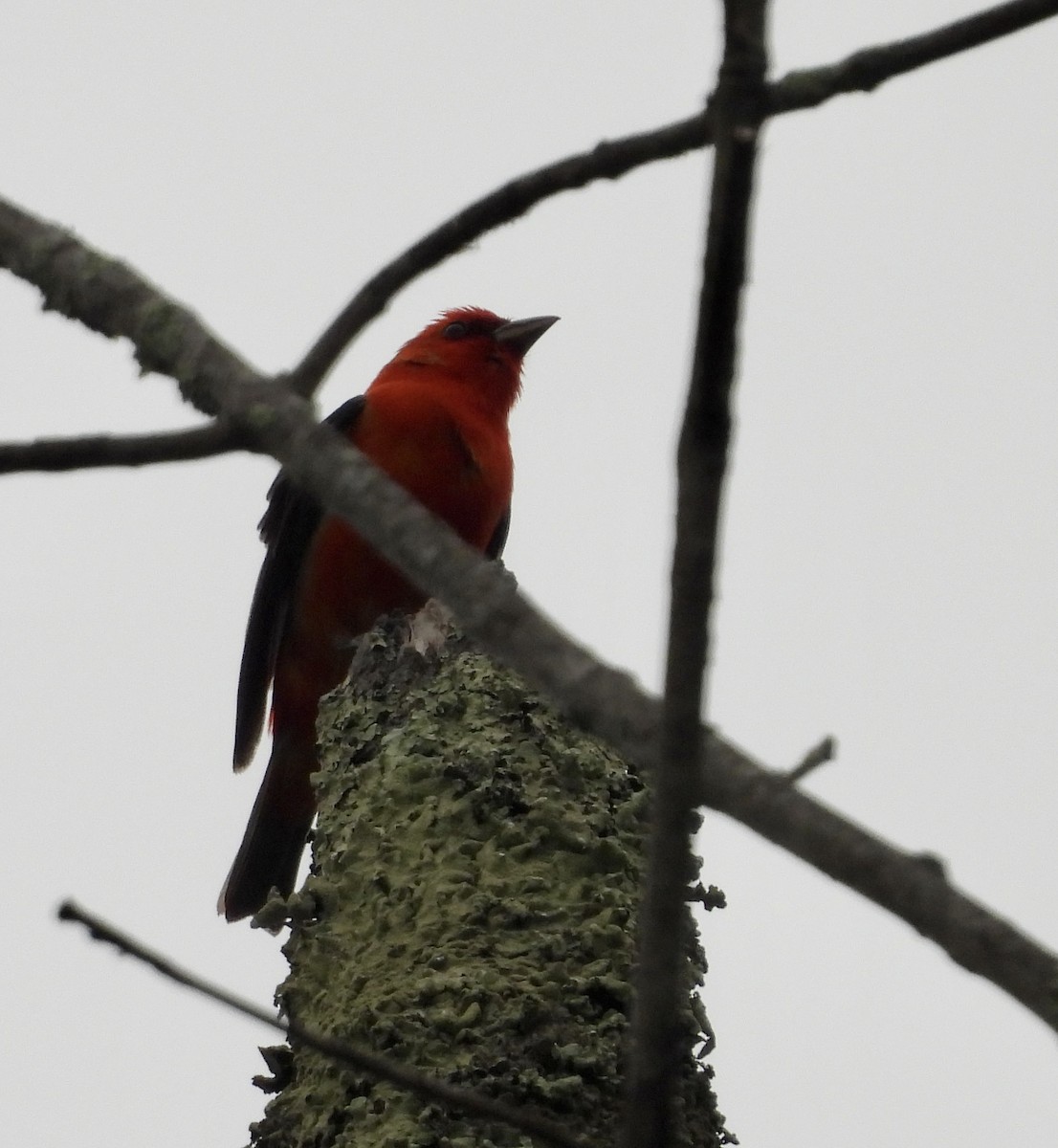Scarlet Tanager - ML580976301