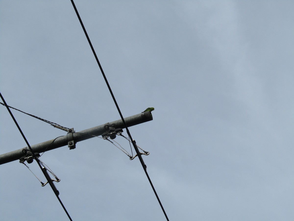Yeşil Sokumlu Serçe Papağanı - ML580976731