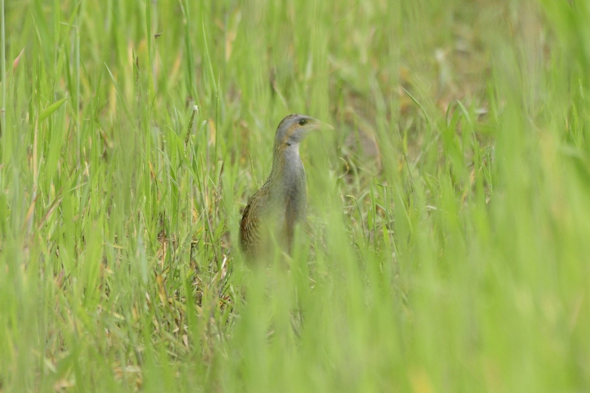 Corn Crake - ML580977091