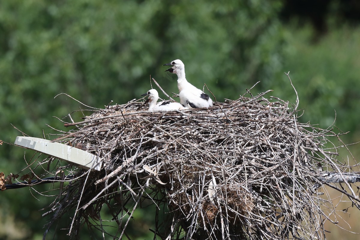 White Stork - ML580977301