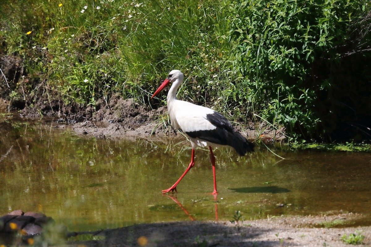 White Stork - ML580977311