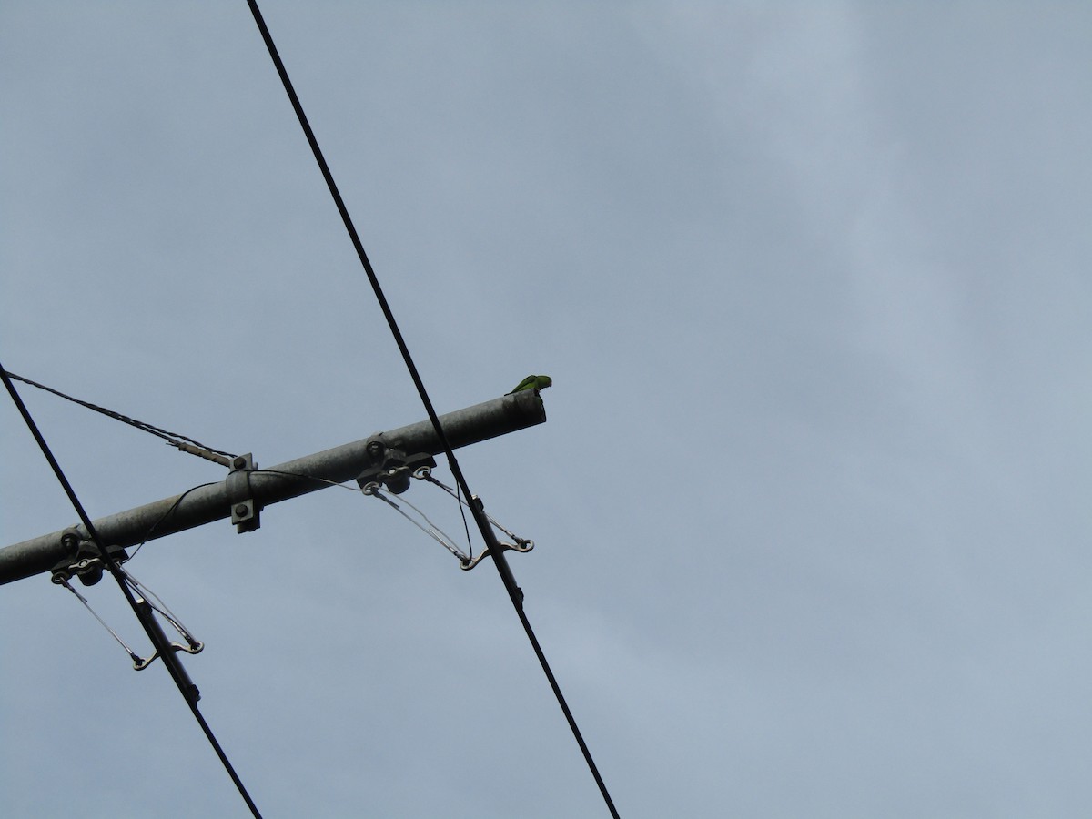 Green-rumped Parrotlet - Luis Angel Nino Barreat