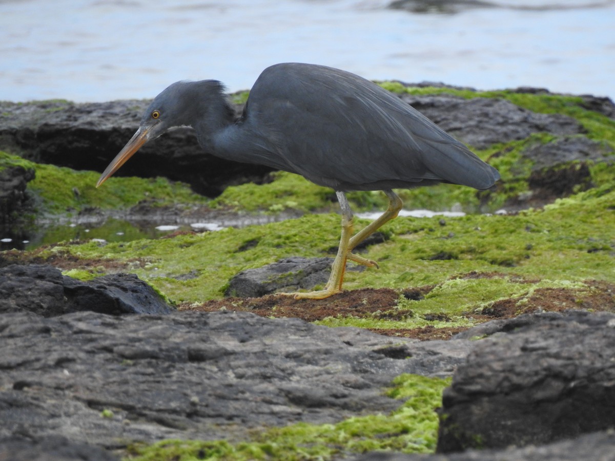 Pacific Reef-Heron - ML580977521