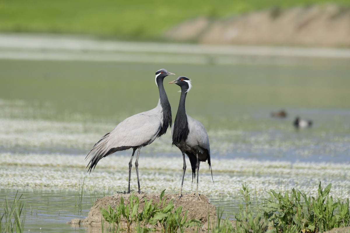 Demoiselle Crane - Mustafa Özdemir