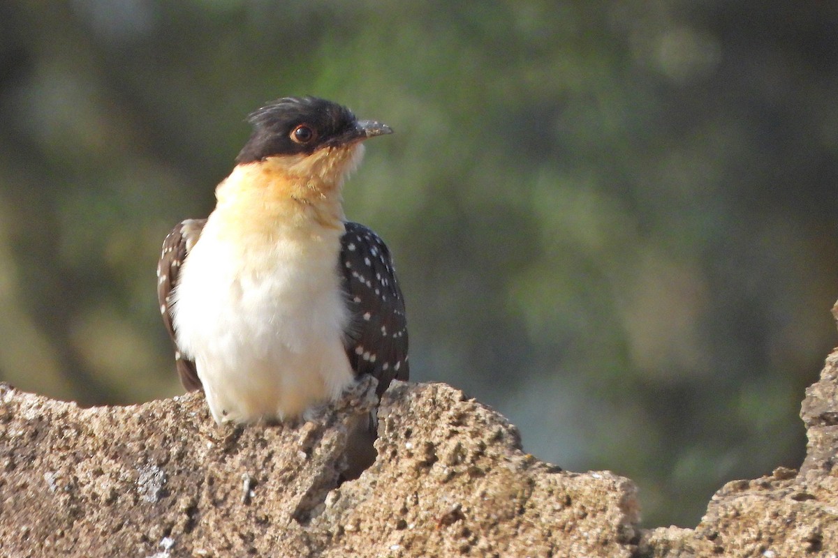 Great Spotted Cuckoo - ML580977861
