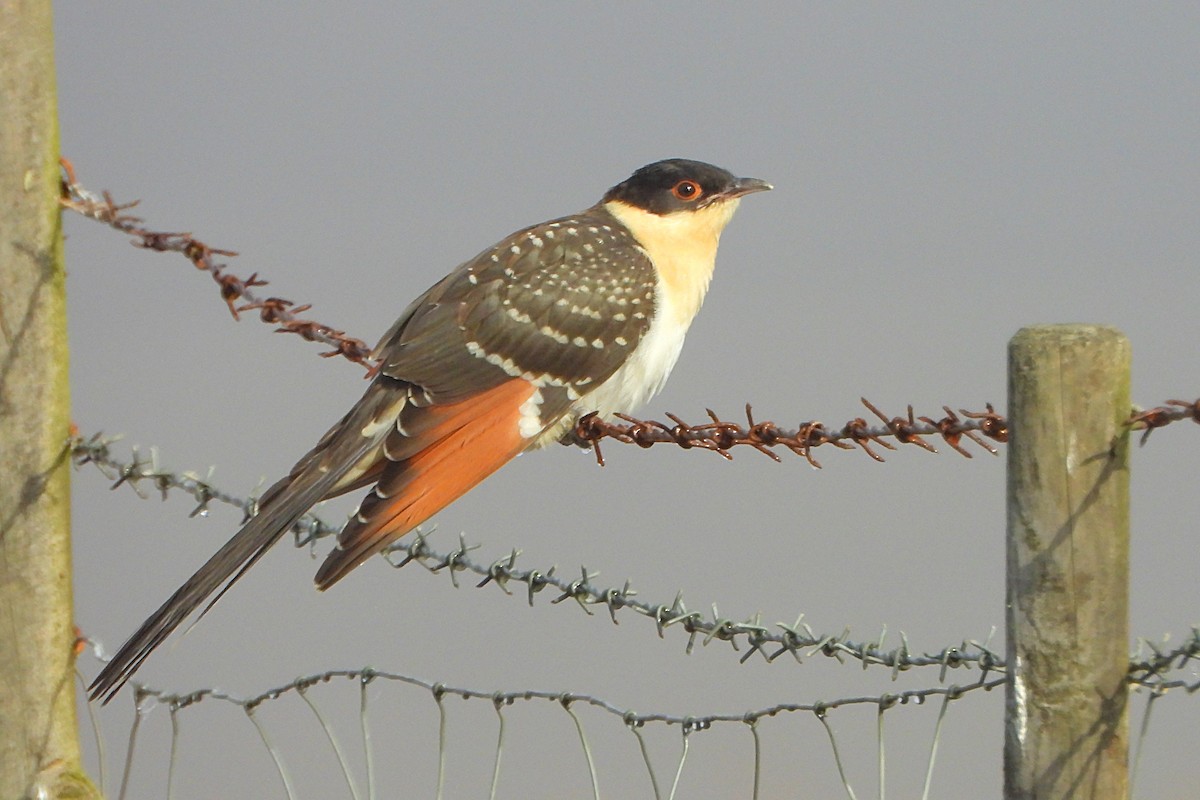 Great Spotted Cuckoo - ML580977871