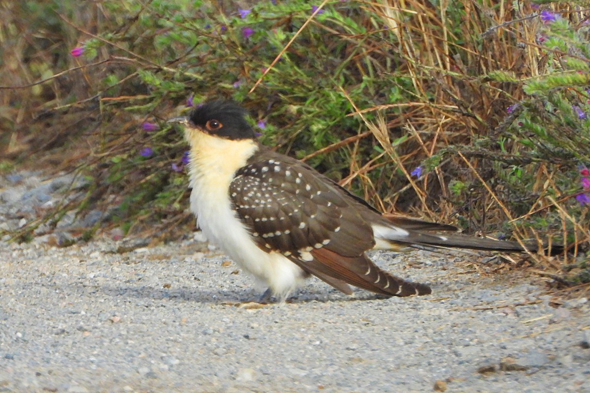 Great Spotted Cuckoo - ML580977881
