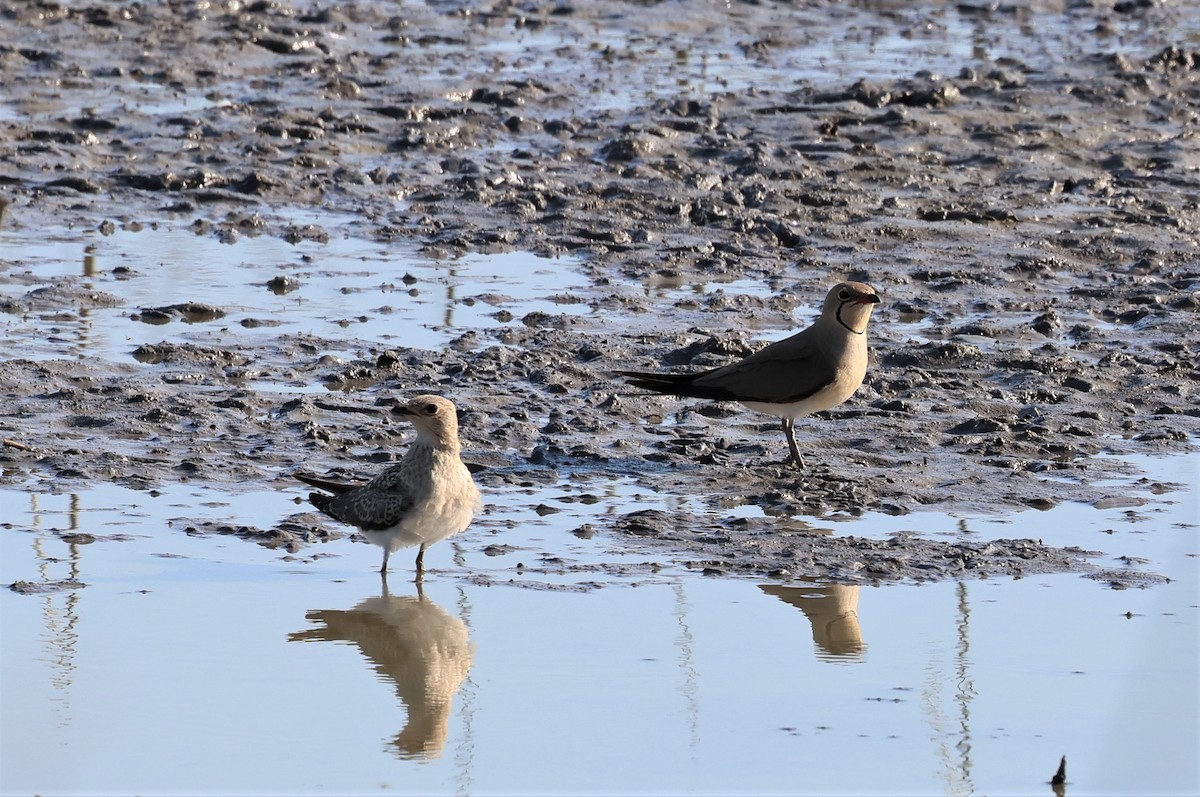 Collared Pratincole - ML580978031