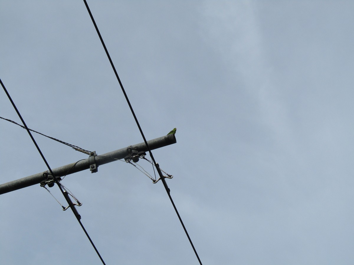 Зелёный воробьиный попугайчик - ML580978091