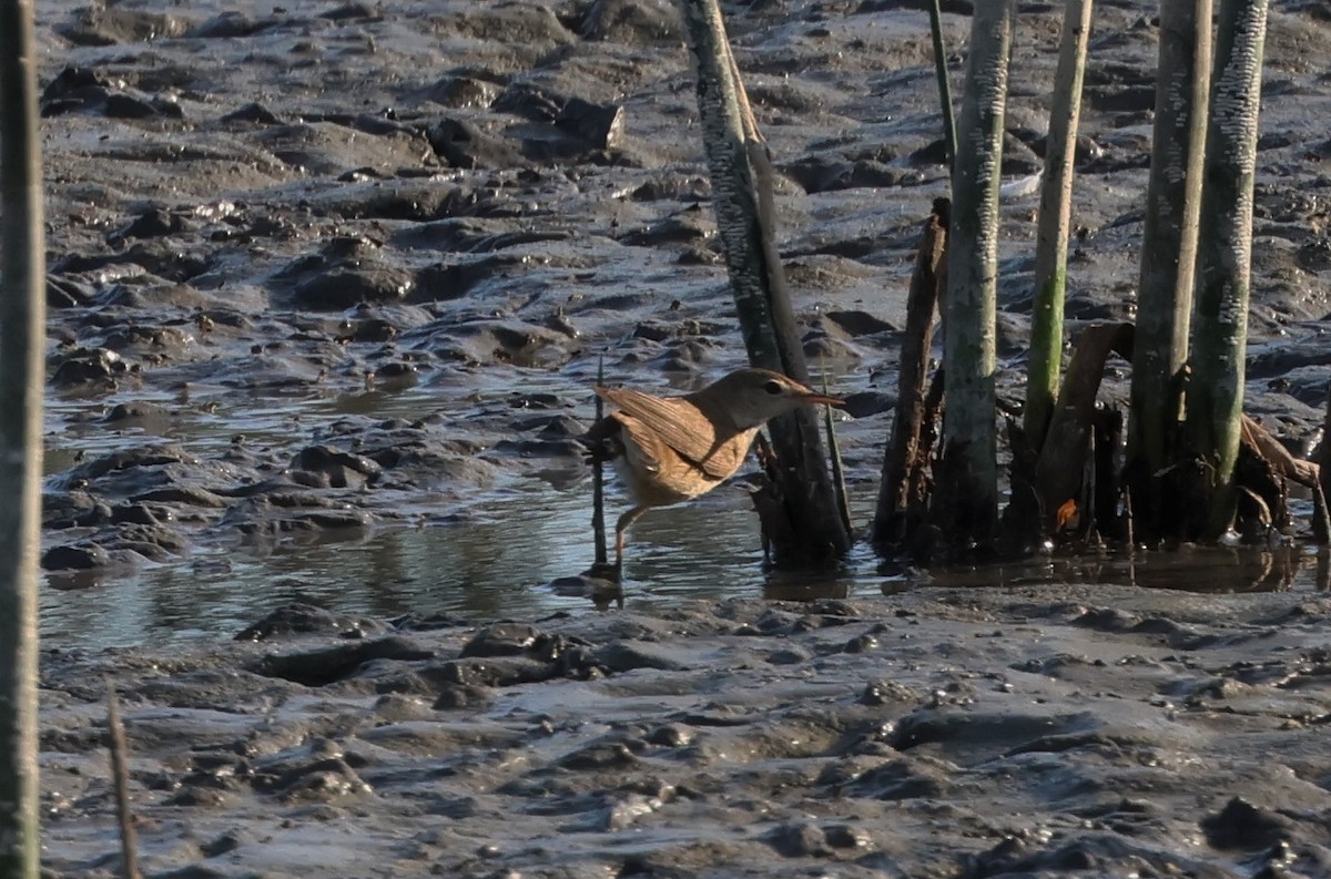 Common Reed Warbler - ML580978111