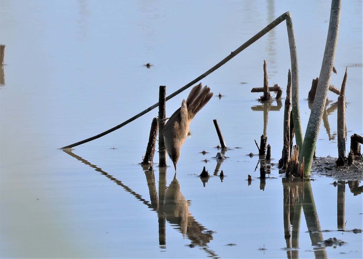 Common Reed Warbler - ML580978121