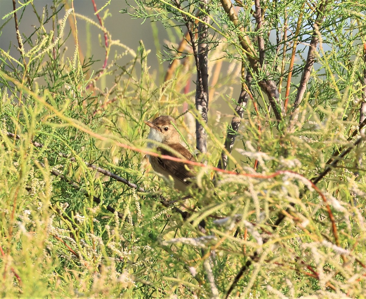 Common Reed Warbler - Faustino Chamizo Ragel