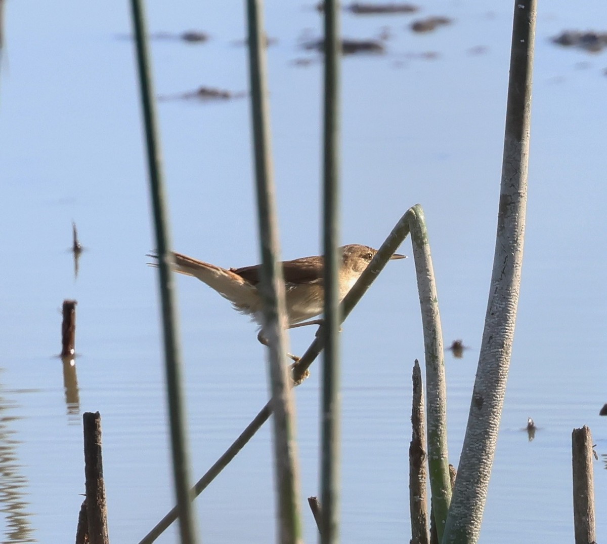 Common Reed Warbler - Faustino Chamizo Ragel