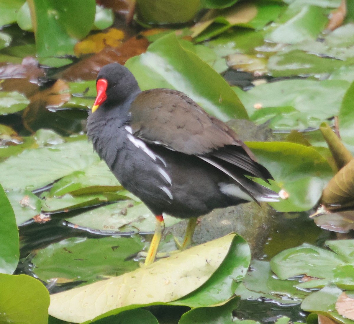 Eurasian Moorhen - Dave Czaplak