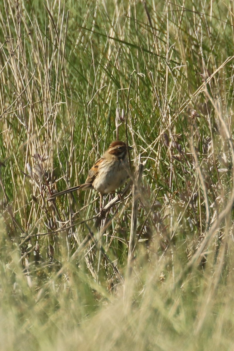 Reed Bunting - ML580978911