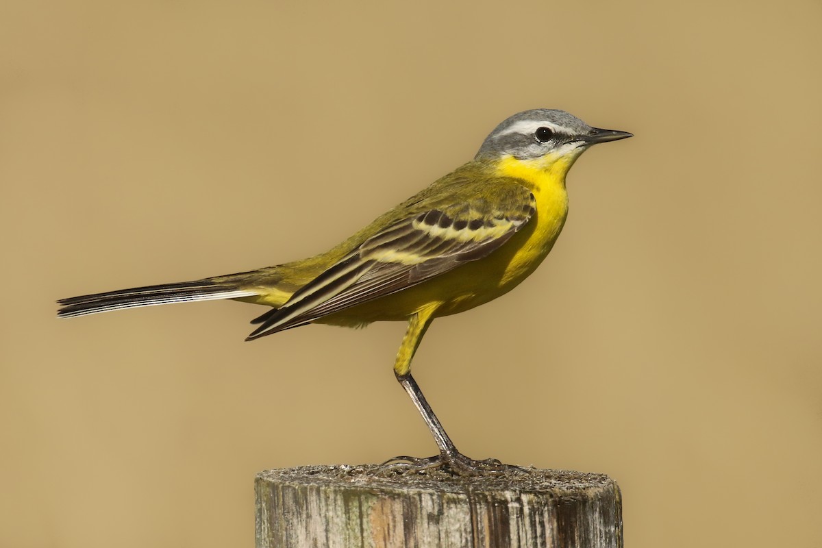 Western Yellow Wagtail - ML580978981