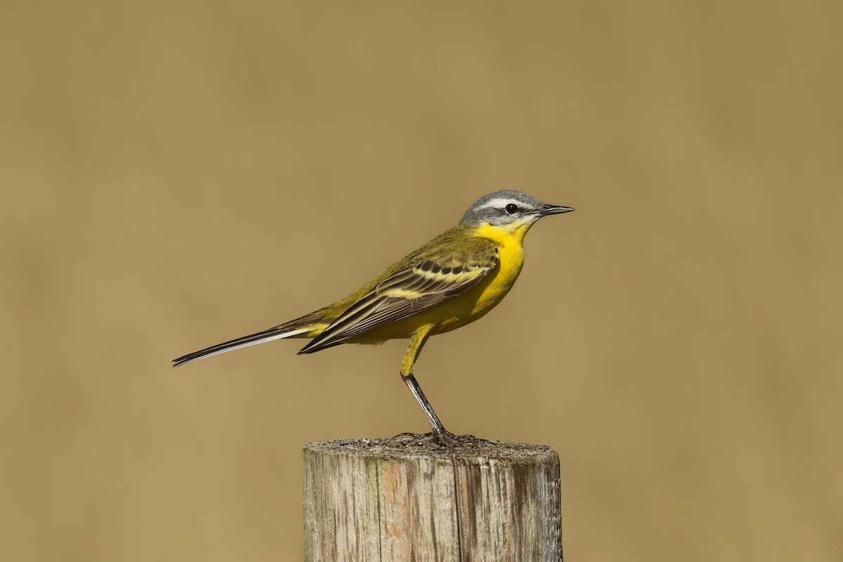 Western Yellow Wagtail - ML580978991