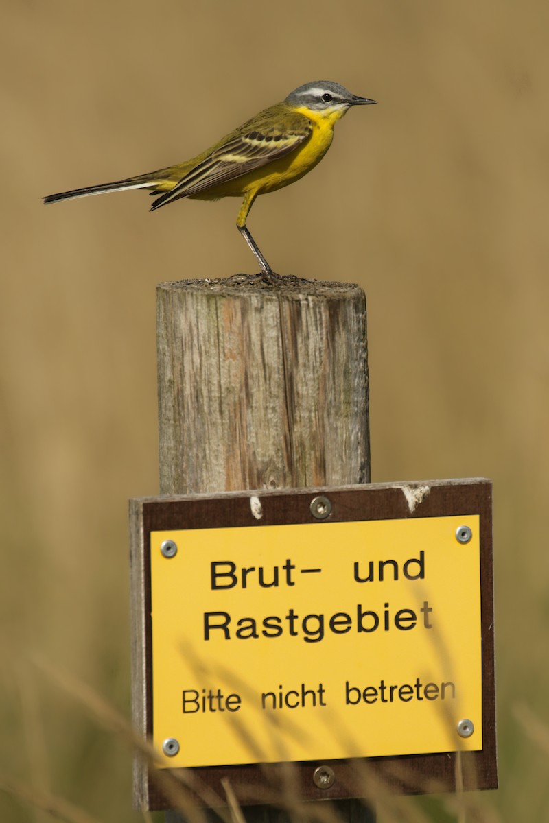 Western Yellow Wagtail - Frank Thierfelder