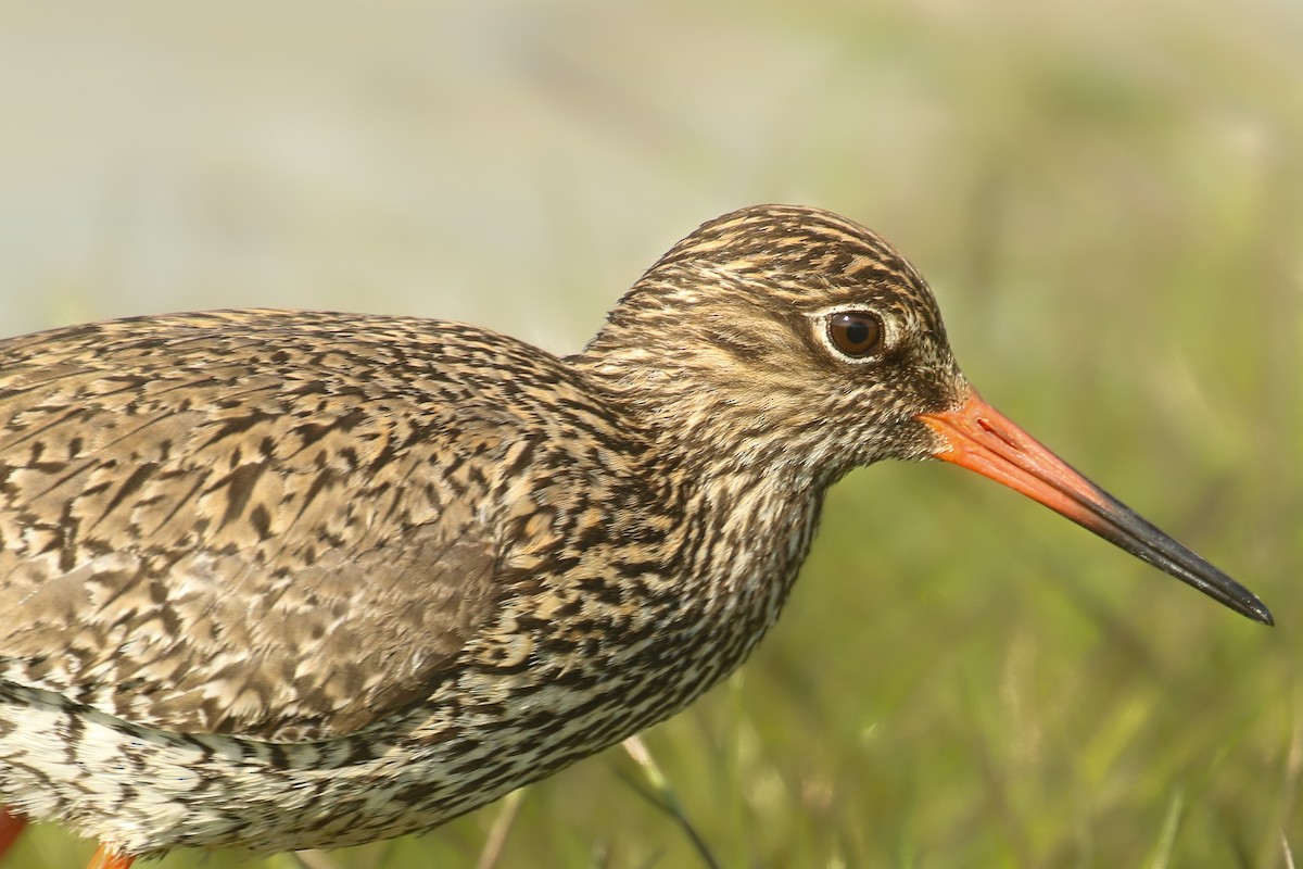 Common Redshank - ML580979021