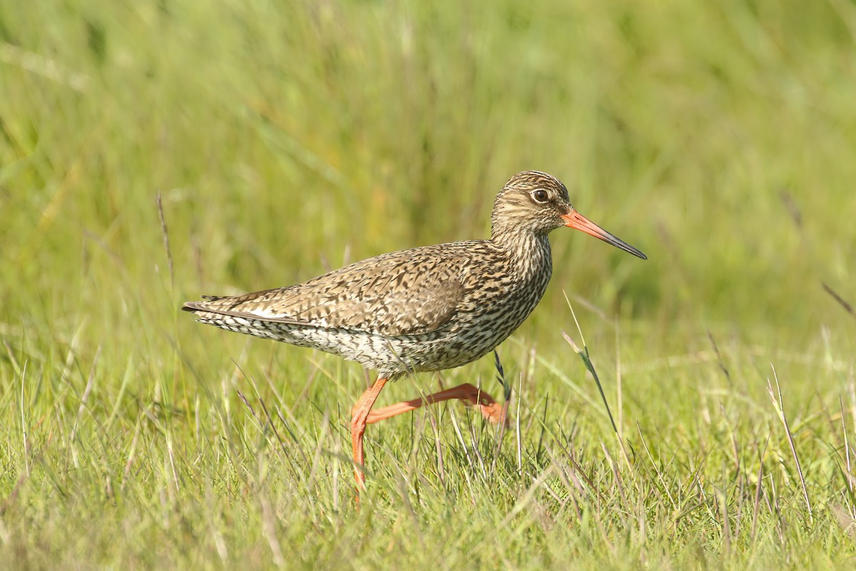 Common Redshank - ML580979031