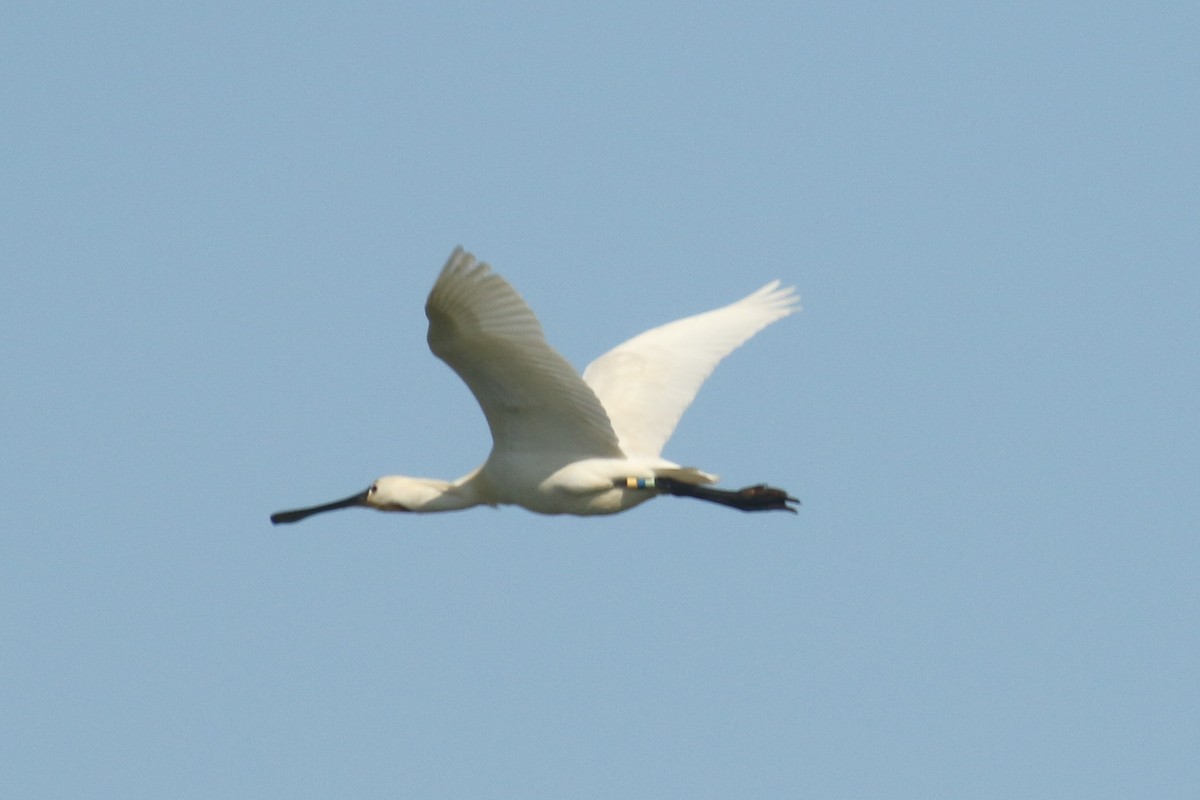 Eurasian Spoonbill - ML580979071