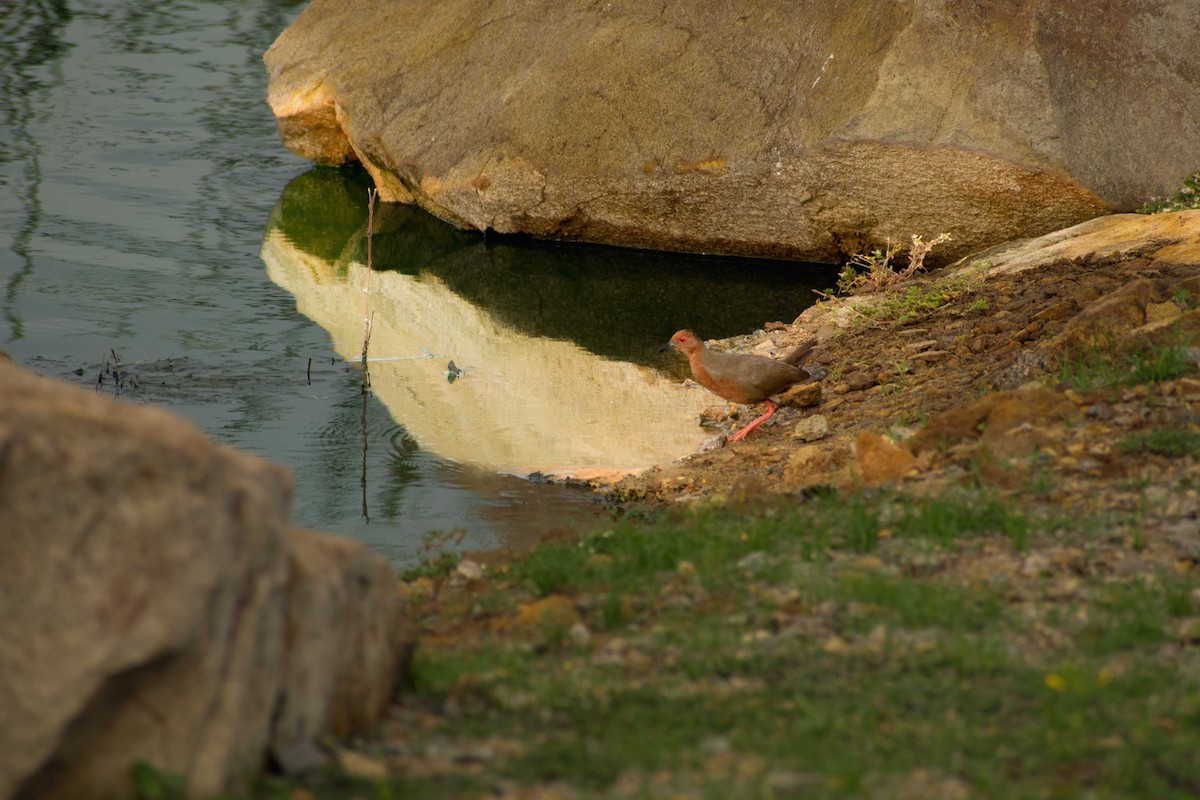 Ruddy-breasted Crake - Siva Chandra  AV