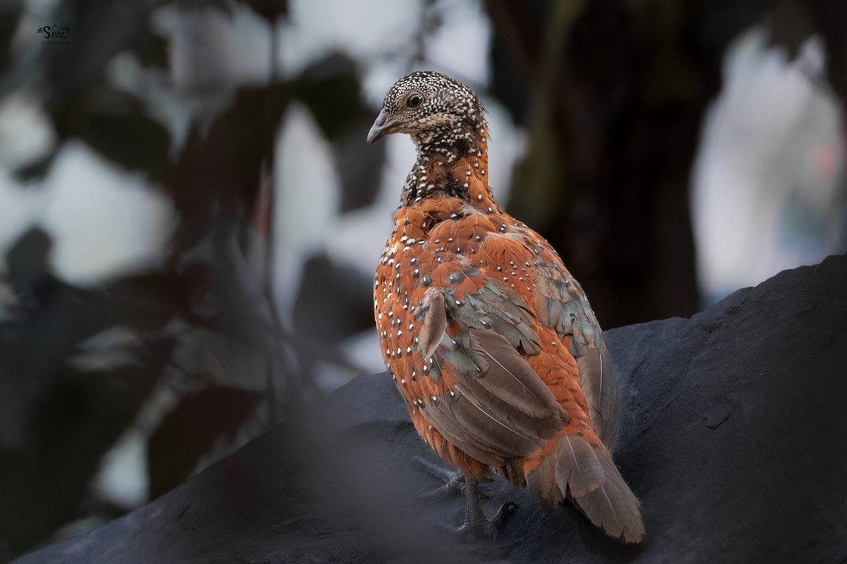 Painted Spurfowl - Siva Chandra  AV