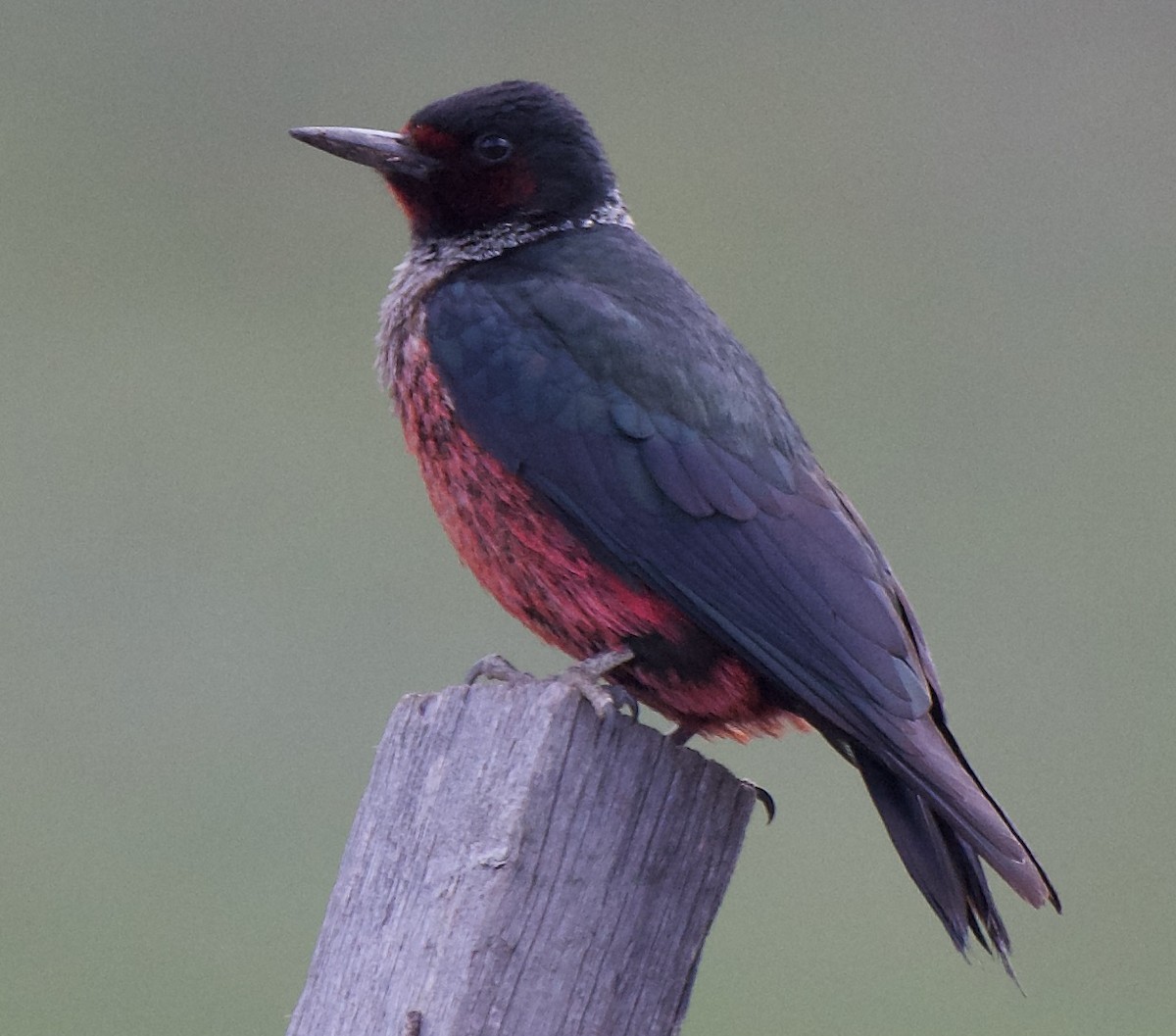 Lewis's Woodpecker - ML580980401