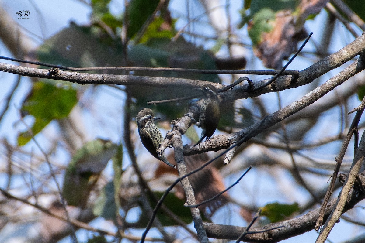 Speckled Piculet - Siva Chandra  AV