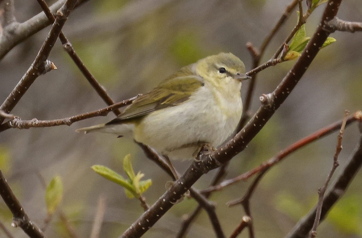 Tennessee Warbler - Charles Fitzpatrick