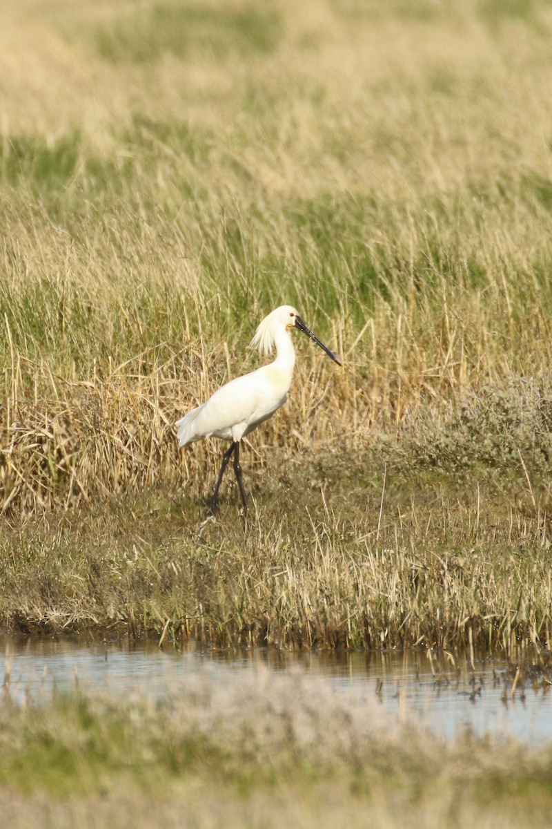 Eurasian Spoonbill - Frank Thierfelder