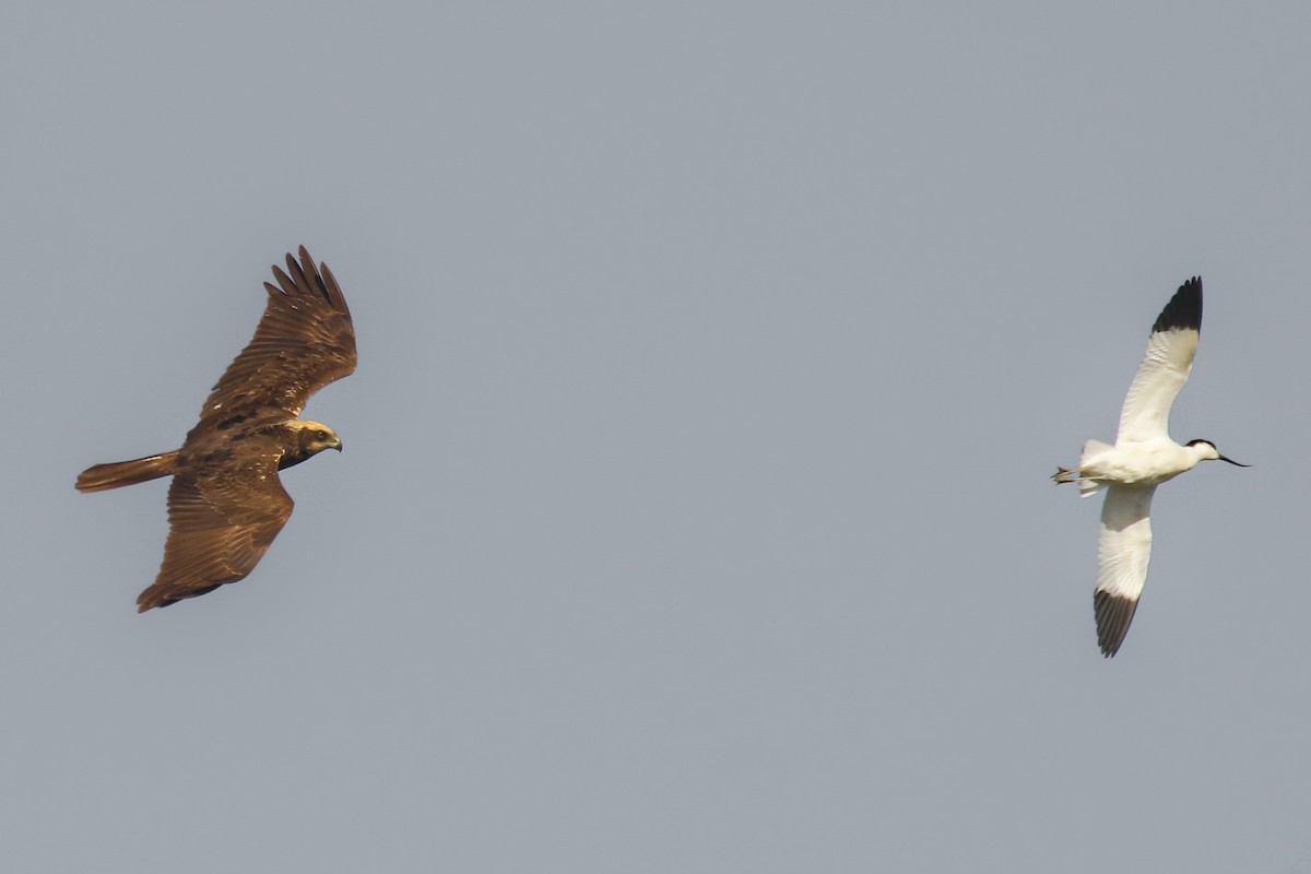 Western Marsh Harrier - ML580981201