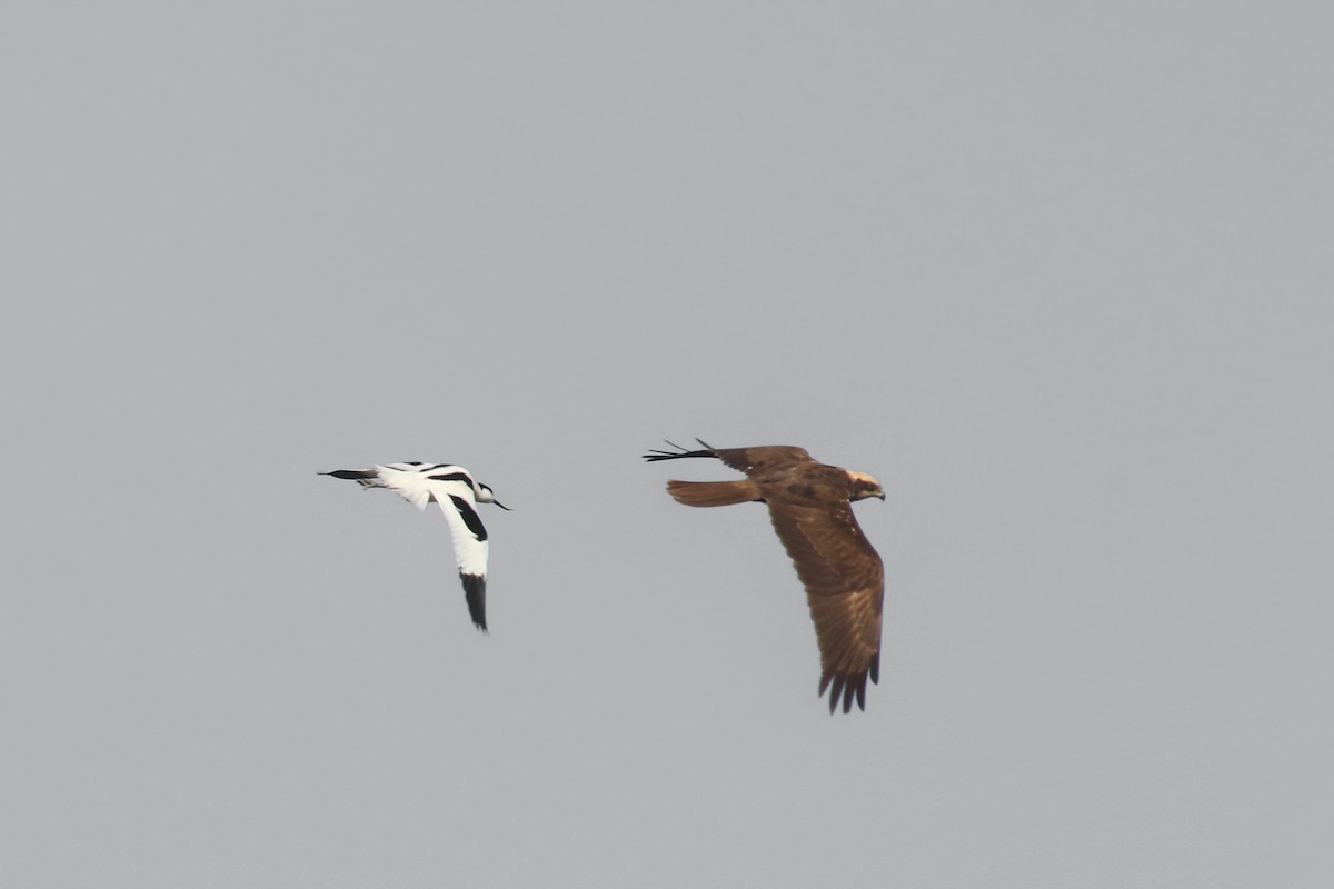 Western Marsh Harrier - ML580981211