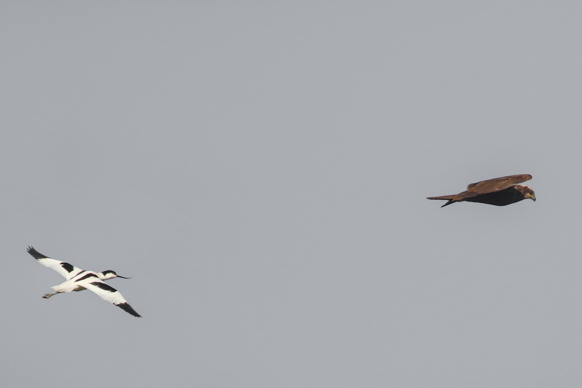 Pied Avocet - ML580981261