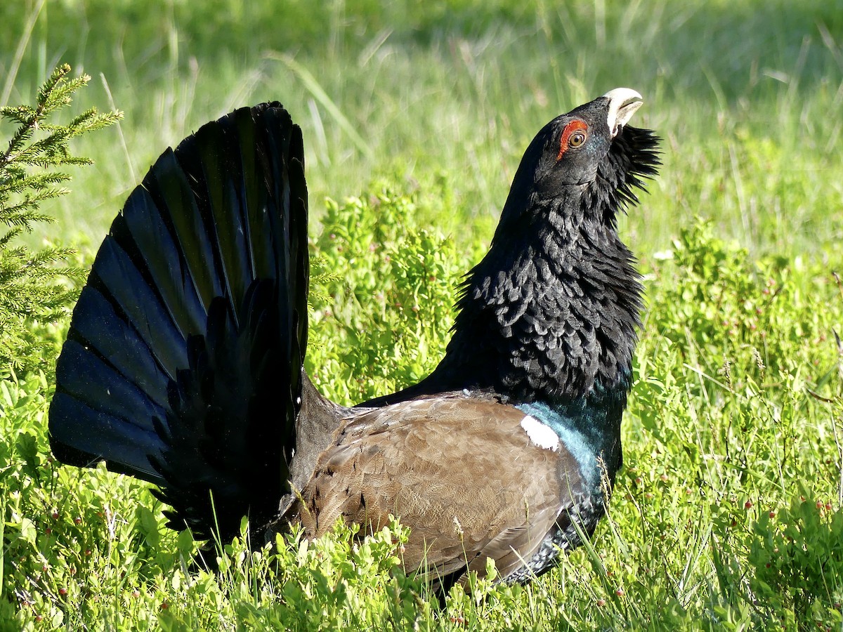 Western Capercaillie - ML580981321