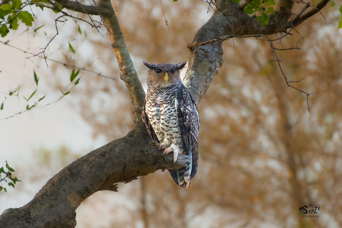 Spot-bellied Eagle-Owl - Siva Chandra  AV