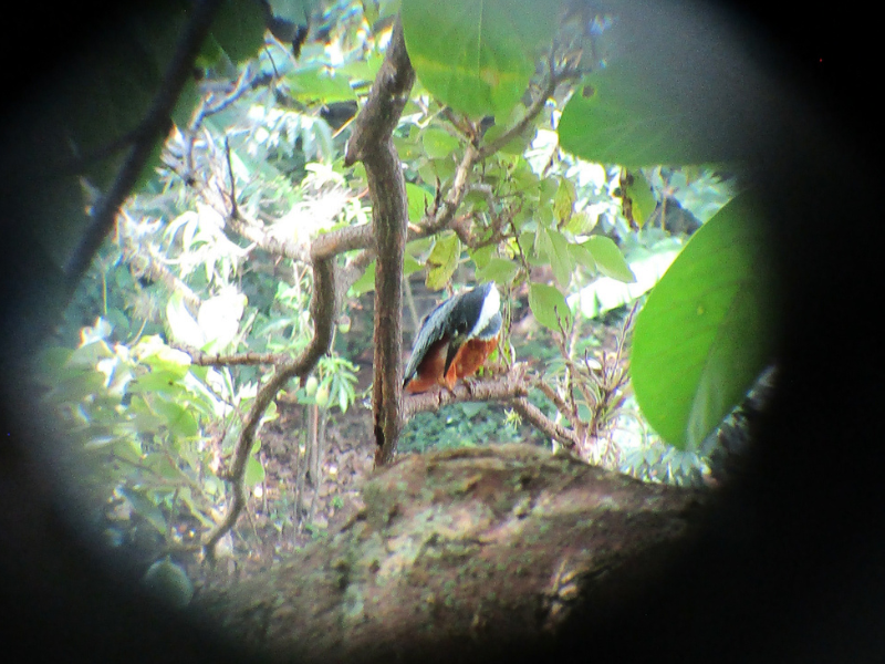 Ringed Kingfisher - Luis Angel Nino Barreat