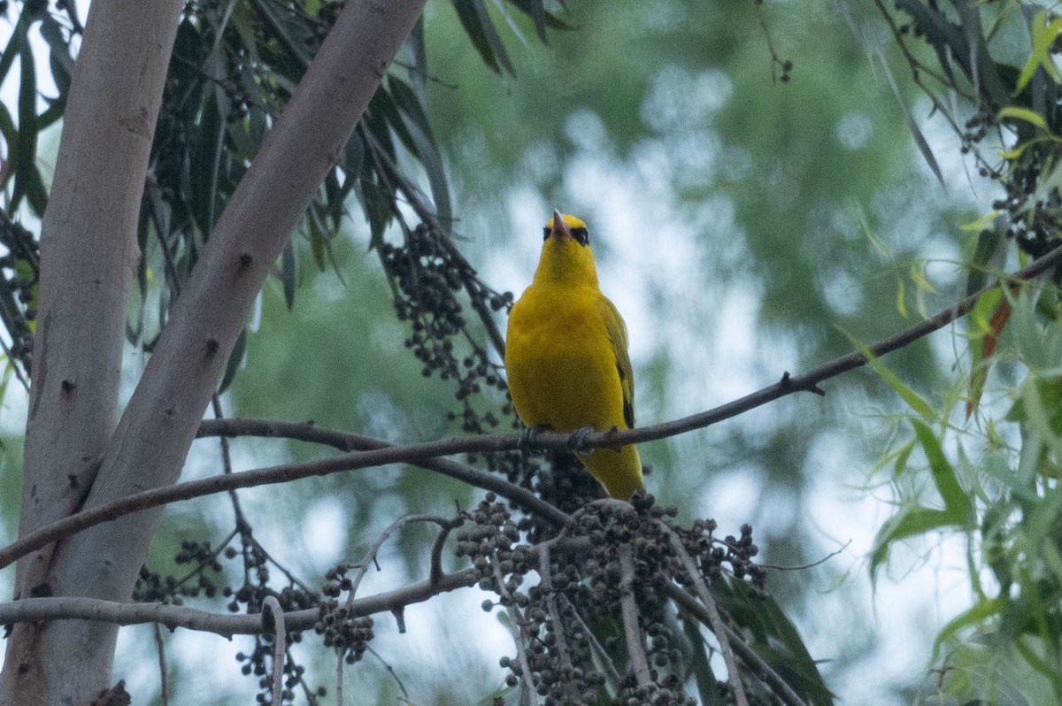 Slender-billed Oriole - ML580982581