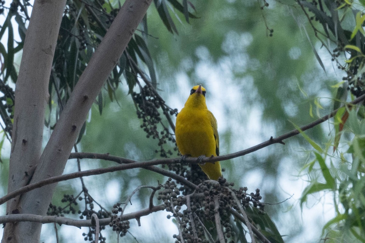 Slender-billed Oriole - ML580982591